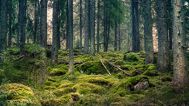 äganderrätt_skog.jpg