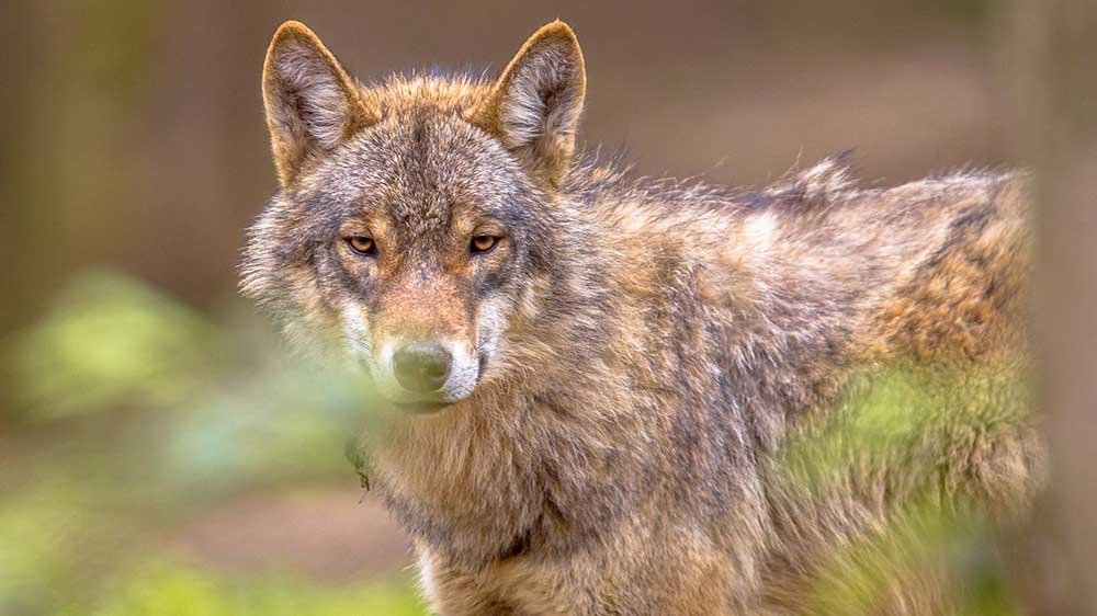 miljö_Regeringen-ger-Naturvårdsverket-i-uppdrag-att-utveckla-vargförvaltningen.jpg