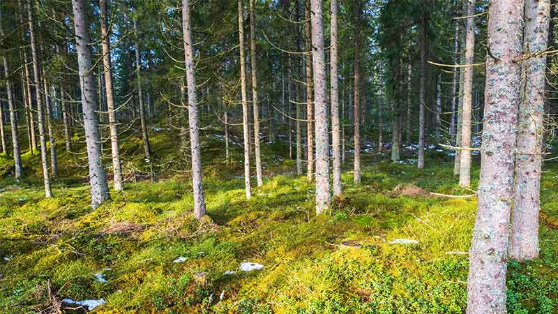 fastighet-Fortsatt-fa-nya-omradesskydd-i-skogen.jpg