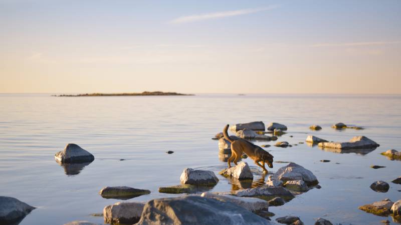 miljo-mal-om-uttag-av-sand-fran-havsbotten-huvudbild.jpg