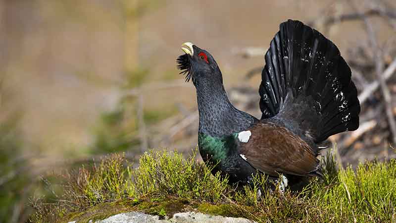 miljo-tjaderspelet-oversiktsplanen-och-den-bullrande-bergtakten.jpg