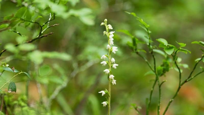 miljo-ingen-avverkning-i-skog-med-knarot-huvudbild.jpg